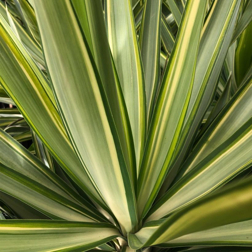 Yucca elephantipes Jewel (Fogliame)