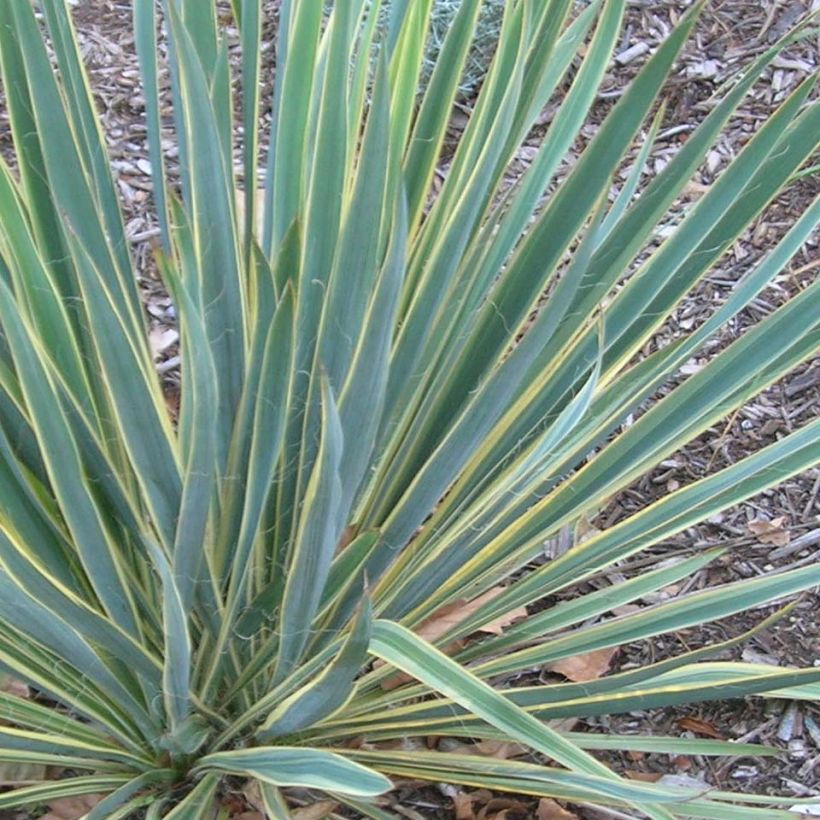 Yucca filamentosa Bright Edge (Fogliame)