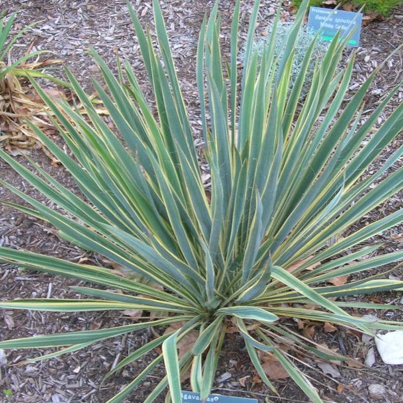 Yucca filamentosa Bright Edge (Porto)