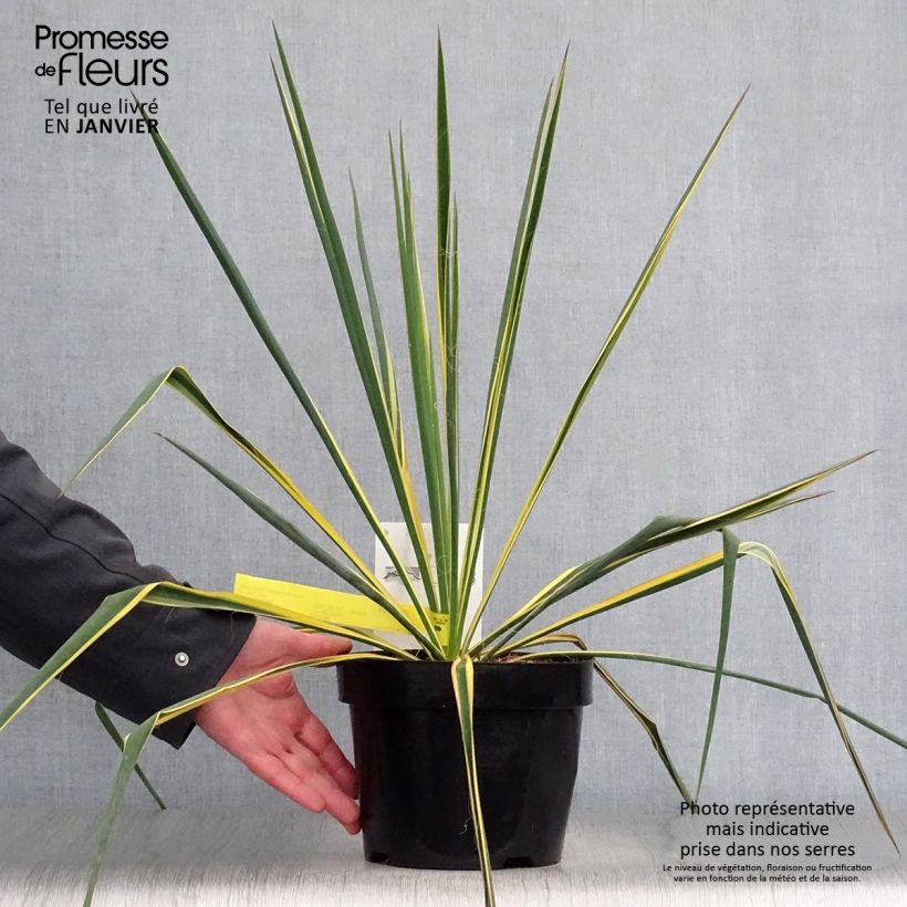 Yucca filamentosa Bright Edge - Yucca filamenteux Pot de 2L/3L esemplare consegnato in inverno