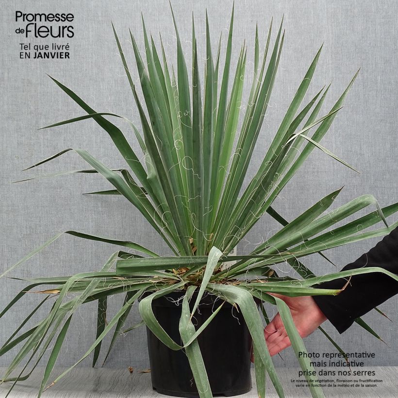 Yucca filamentosa en pot de 6L/7L esemplare consegnato in inverno