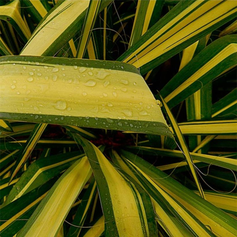 Yucca flaccida Golden Sword (Fogliame)