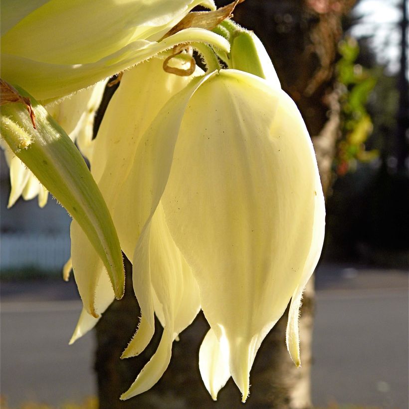 Yucca flaccida Golden Sword (Fioritura)