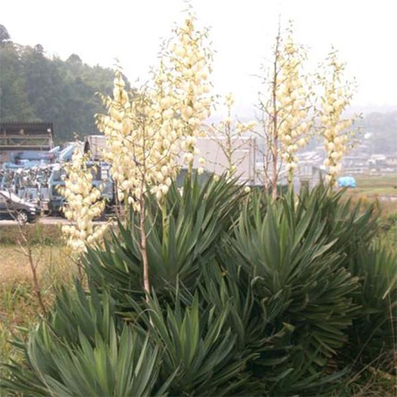 Yucca gloriosa (Porto)