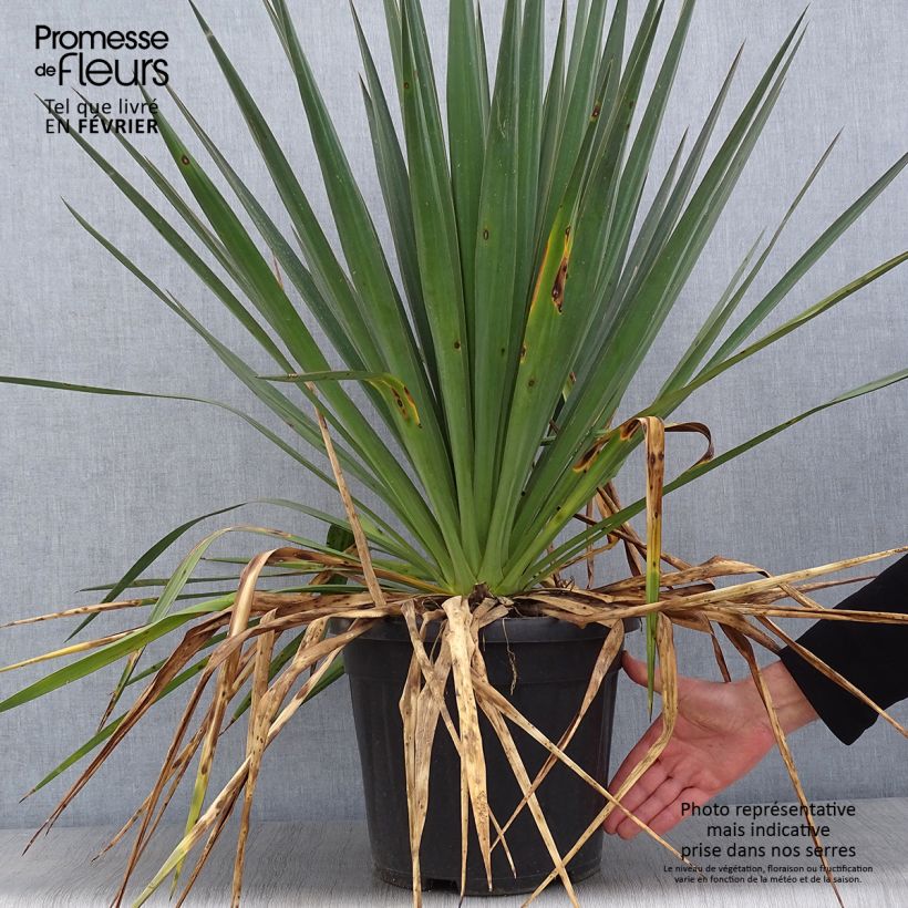 Yucca gloriosa - Dague espagnole pot de 10L esemplare consegnato in inverno