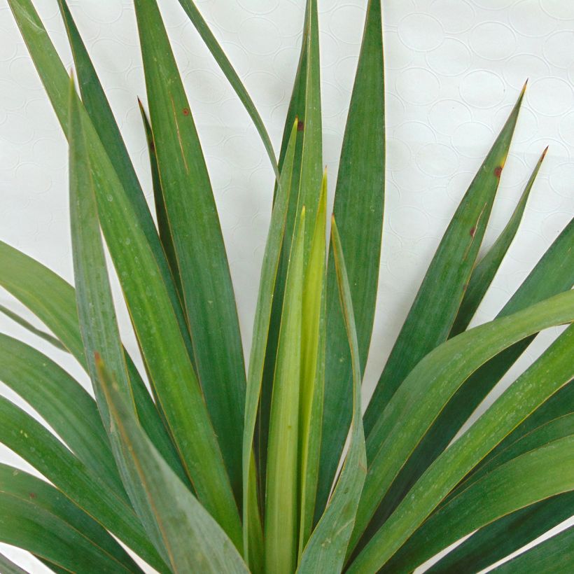 Yucca gloriosa (Fogliame)