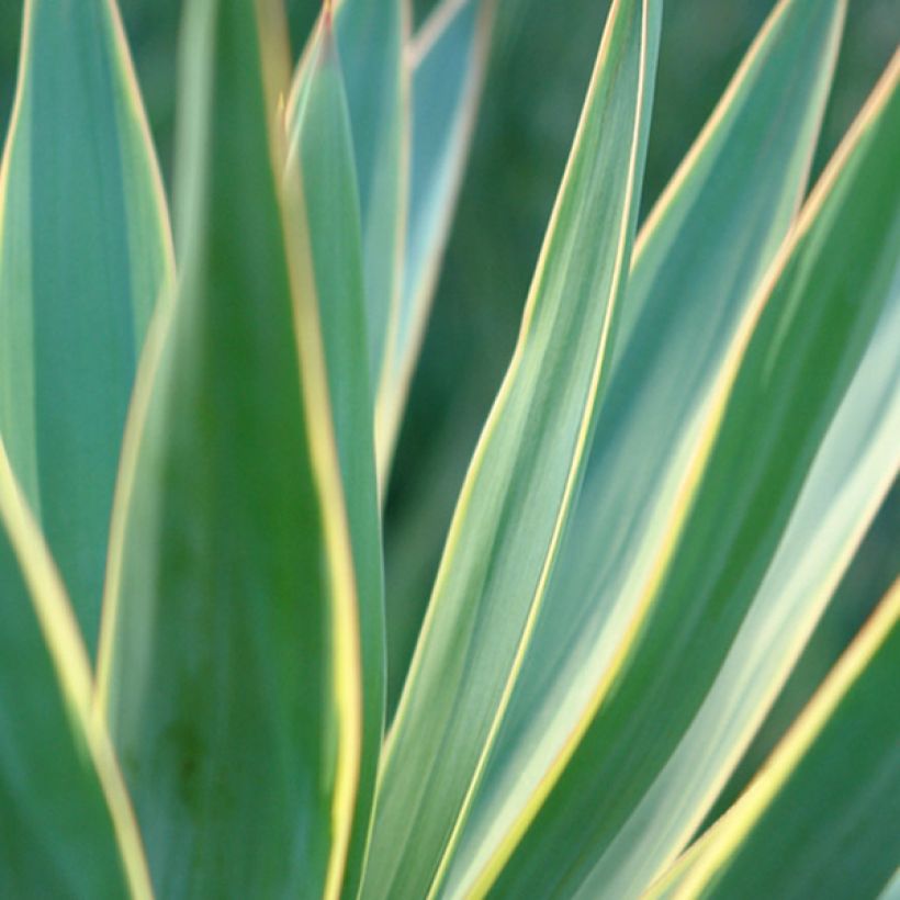 Yucca gloriosa Variegata (Fogliame)