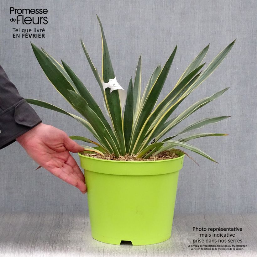 Yucca gloriosa Variegata - Dague espagnole pot de 7L esemplare consegnato in inverno