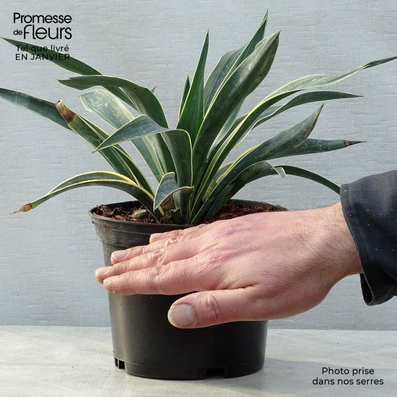 Yucca gloriosa Variegata - Dague espagnole pot de 2L/3L esemplare consegnato in inverno