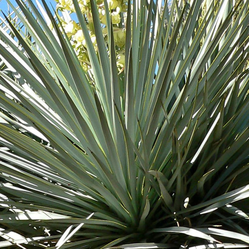 Yucca rigida (Fogliame)