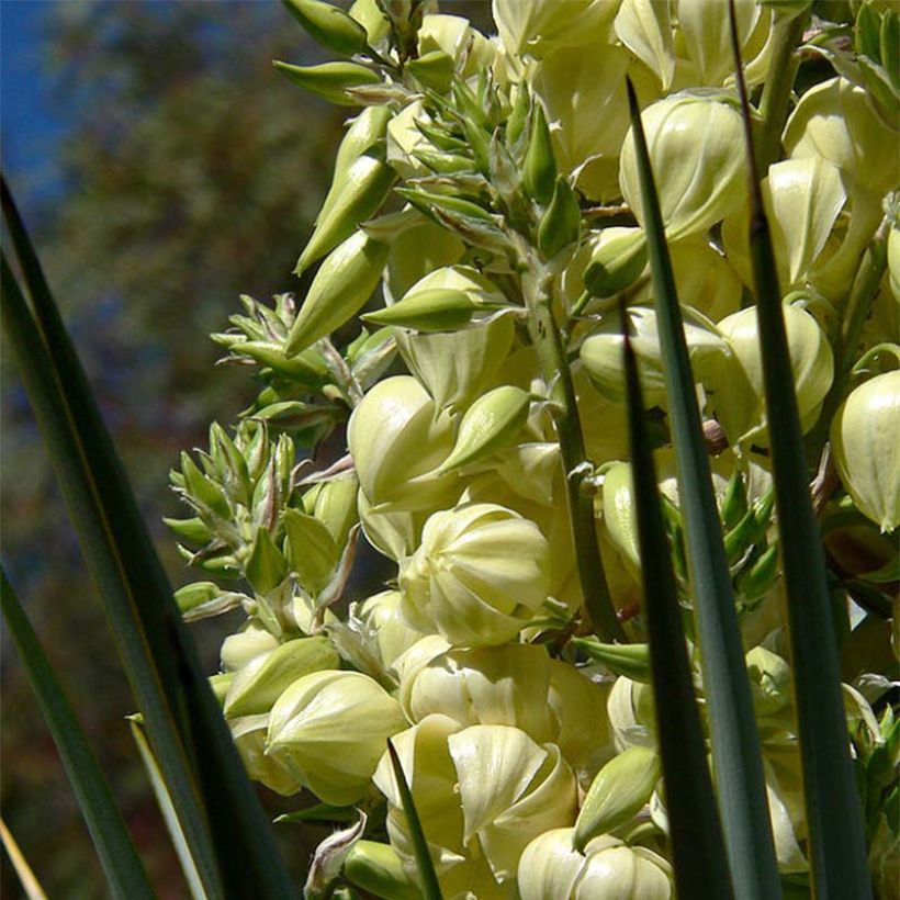 Yucca rigida (Fioritura)