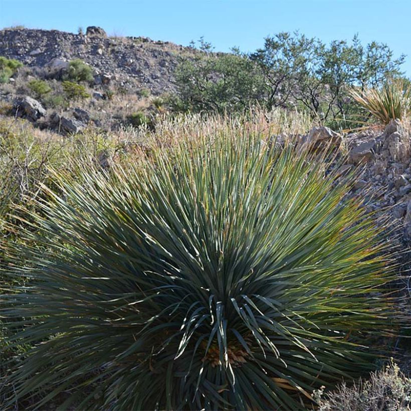 Yucca rigida (Porto)