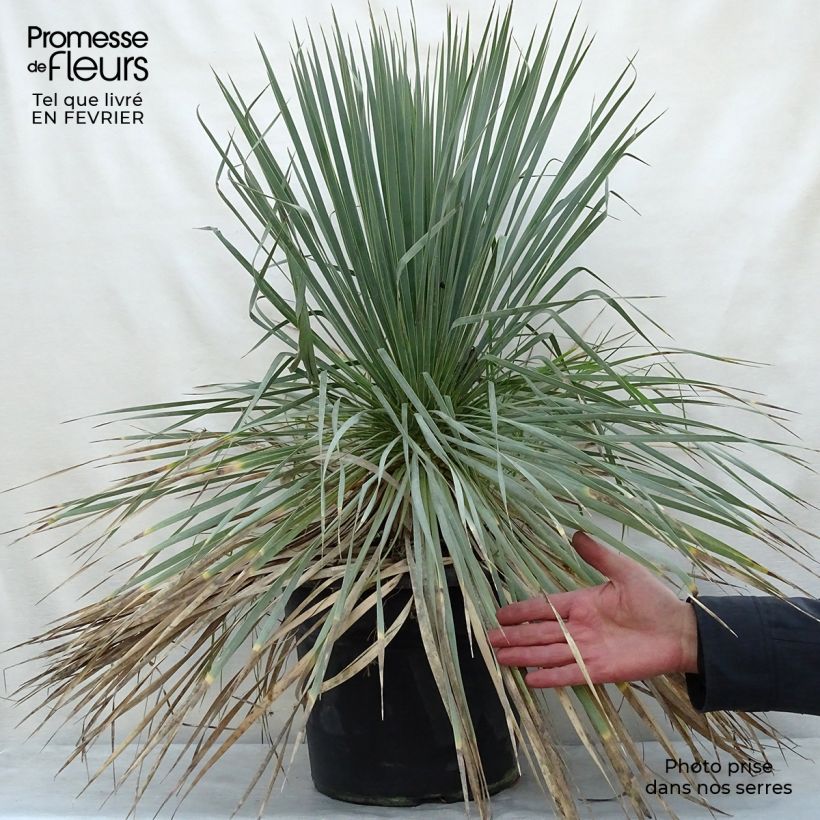 Yucca rostrata en pot de 15L esemplare consegnato in inverno