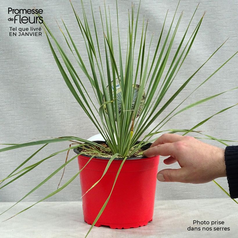 Yucca rostrata en pot de 2L/3L esemplare consegnato in inverno