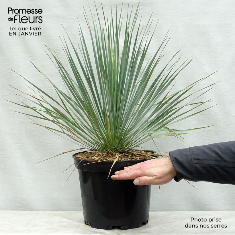 Yucca rostrata en pot de 7L esemplare consegnato in inverno