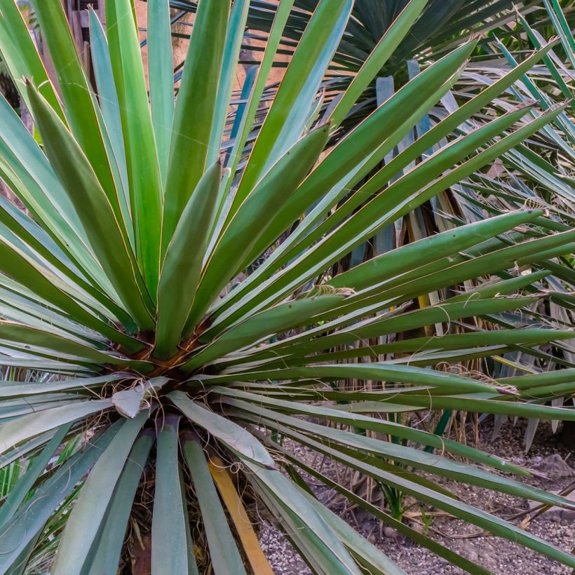 Yucca torreyi (Fogliame)