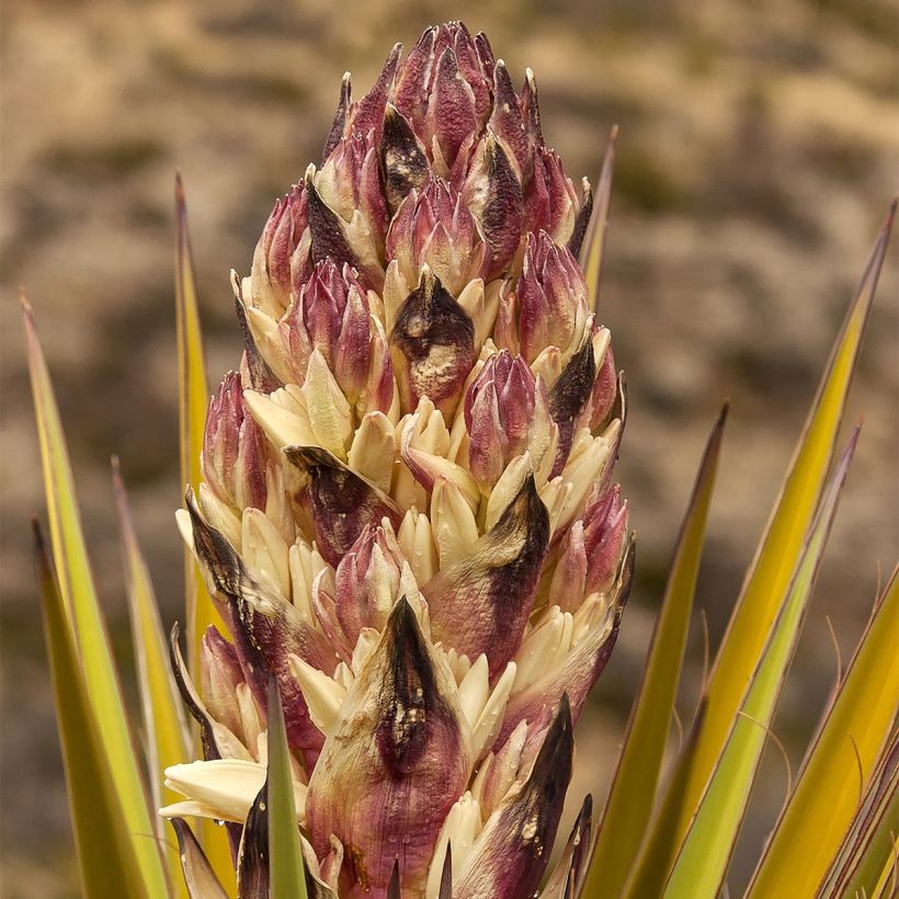 Yucca torreyi (Fioritura)