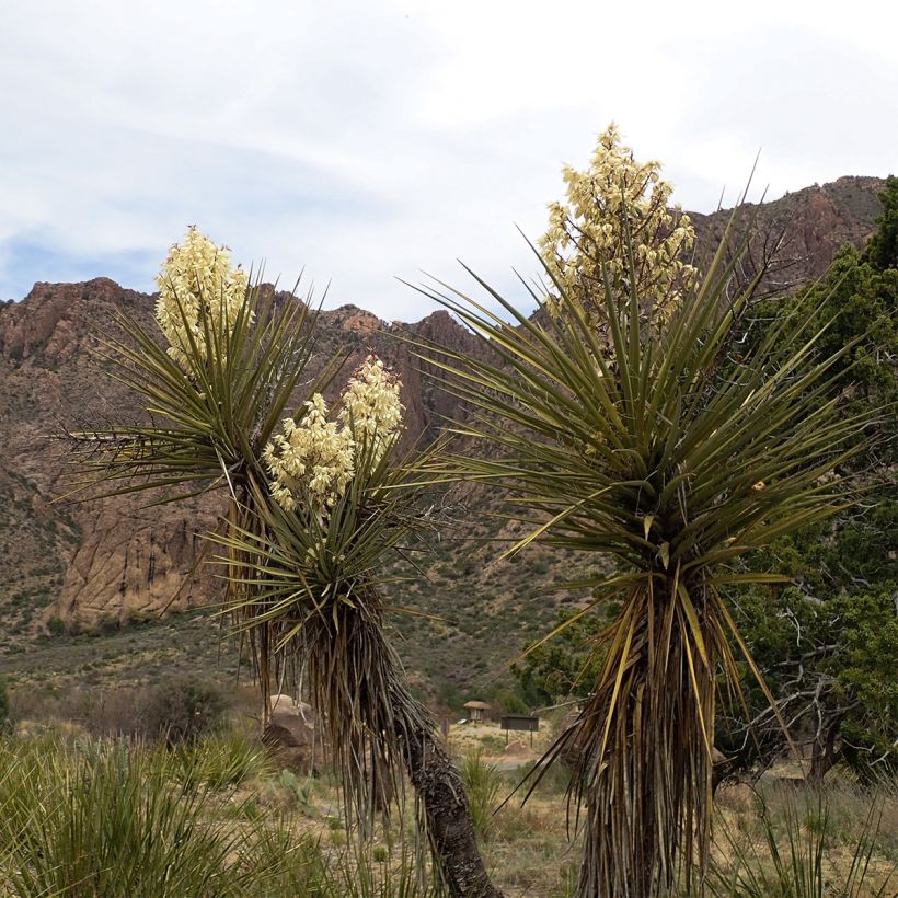 Yucca torreyi (Porto)