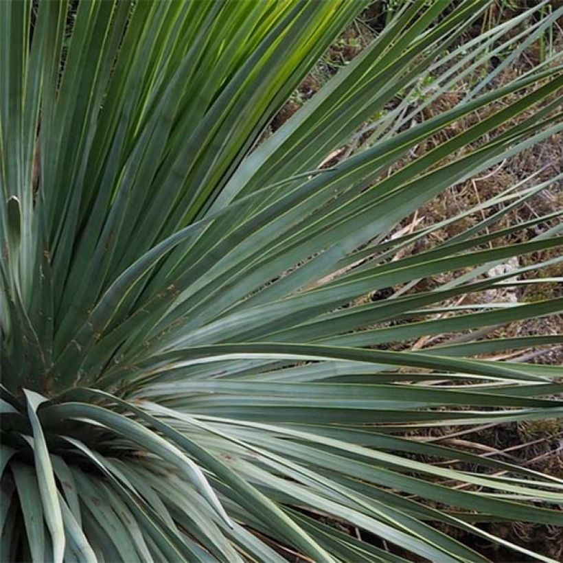 Yucca whipplei (Fogliame)