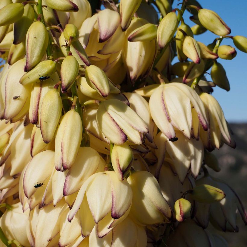 Yucca whipplei (Fioritura)