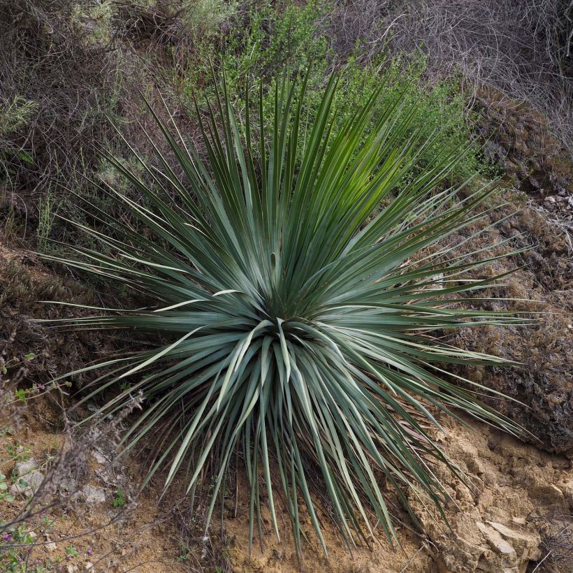 Yucca whipplei (Porto)