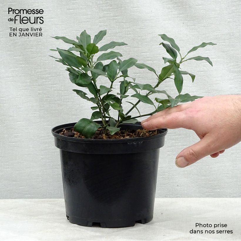 Yuzu - Citrus junos John Lemon en pot de 3L esemplare consegnato in inverno