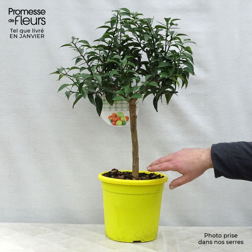 Yuzu - Citrus junos en pot de 5L esemplare consegnato in inverno