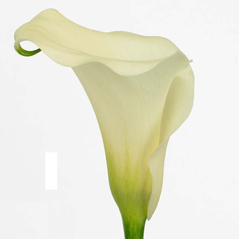 Zantedeschia Captain Marbella - Calla (Fioritura)