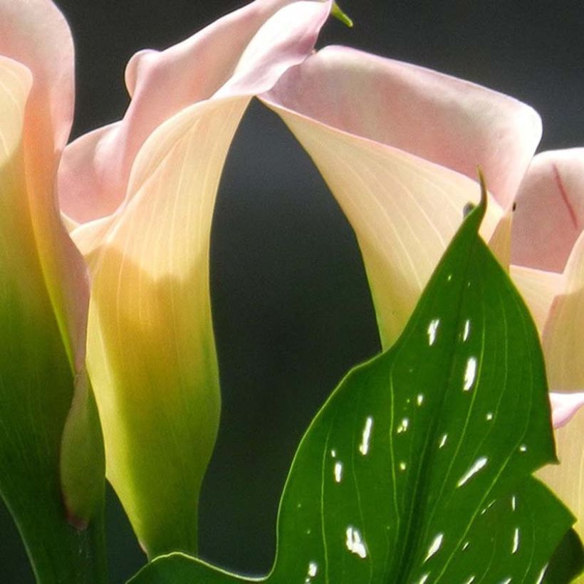 Zantedeschia Captain Marrero - Calla (Fogliame)