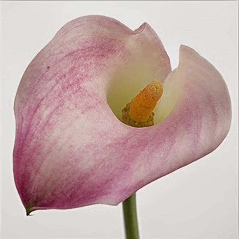 Zantedeschia Captain Marrero - Calla (Fioritura)