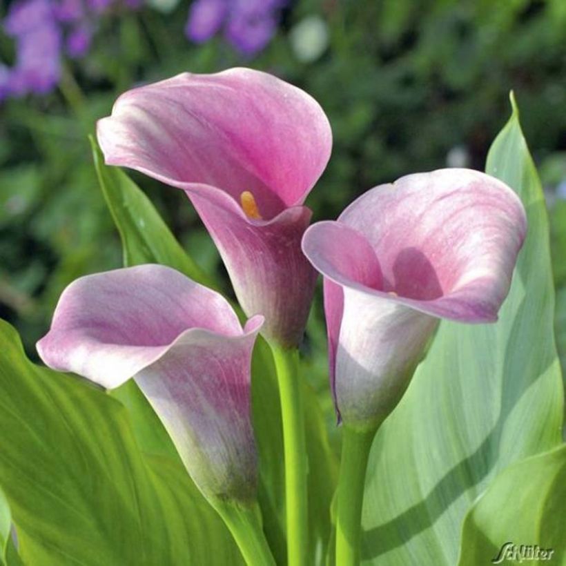 Zantedeschia Captain Melrose - Calla (Fioritura)