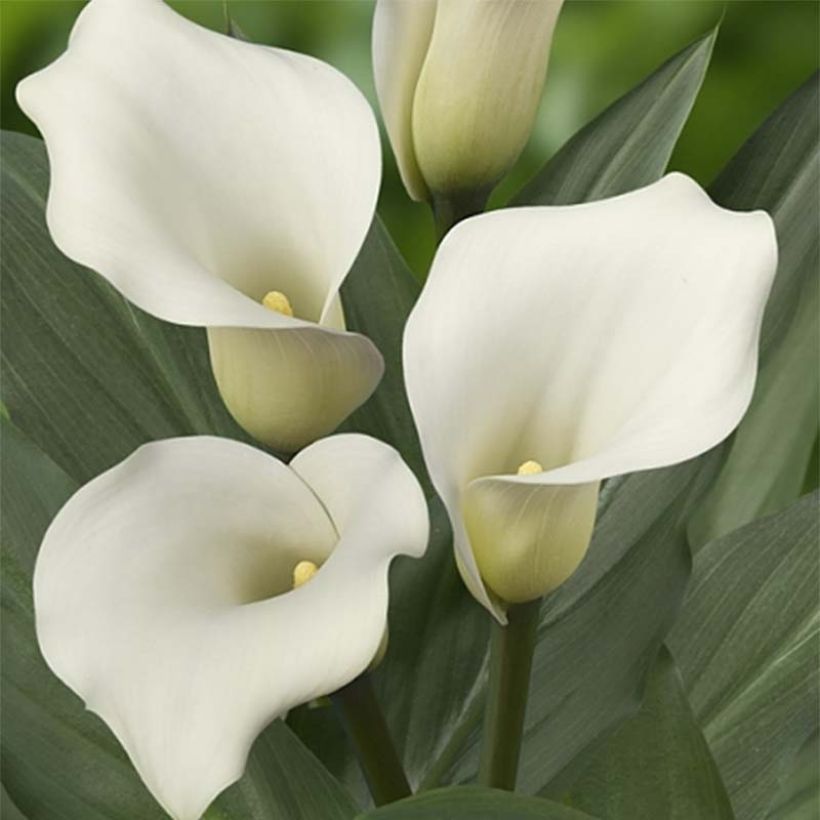 Zantedeschia Captain Mirage - Calla (Fioritura)