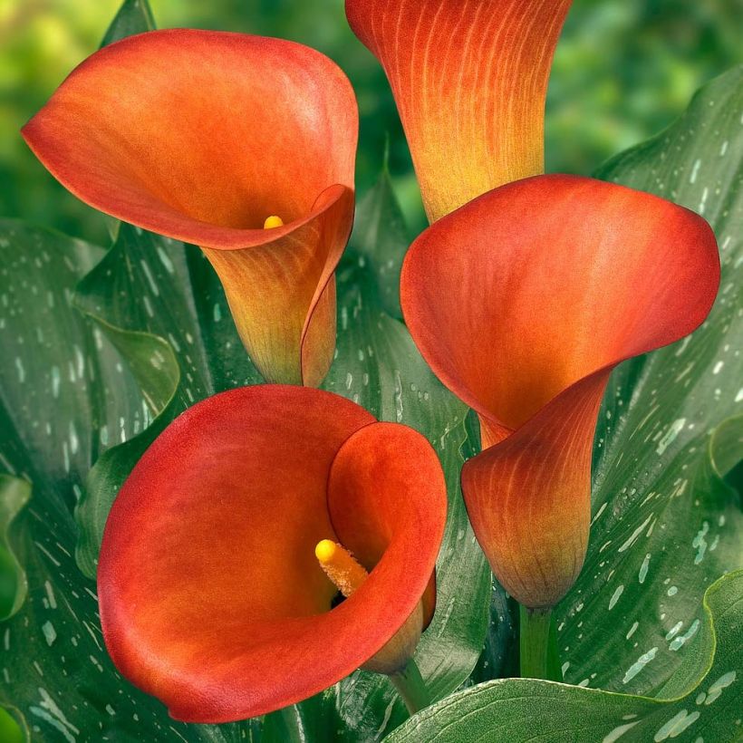 Zantedeschia Captain Murano - Calla (Fioritura)