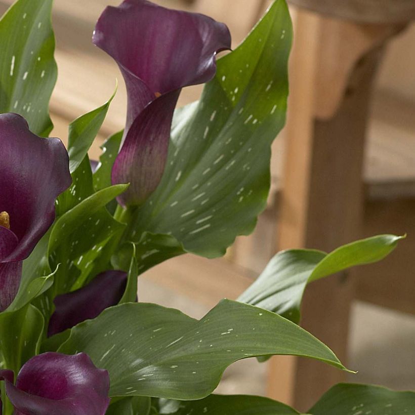 Zantedeschia Captain Reno - Calla (Fogliame)