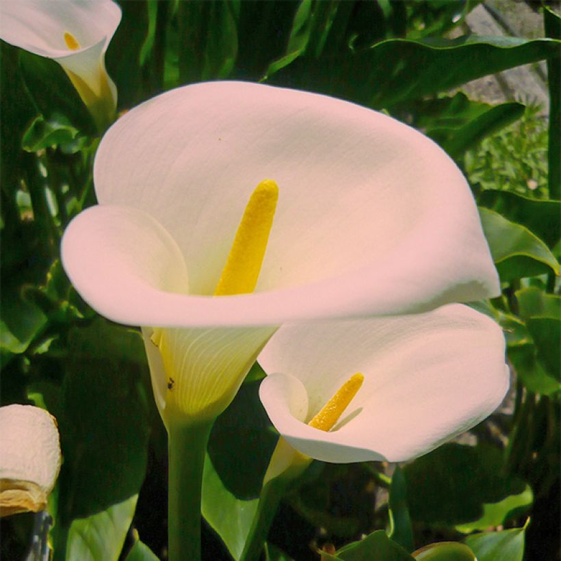 Zantedeschia aethiopica Pink Mist - Calla (Fioritura)