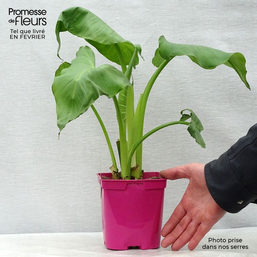 Zantedeschia aethiopica Pink Flamingo - Arum d'Ethiopie Pot de 2L/3L esemplare consegnato in inverno