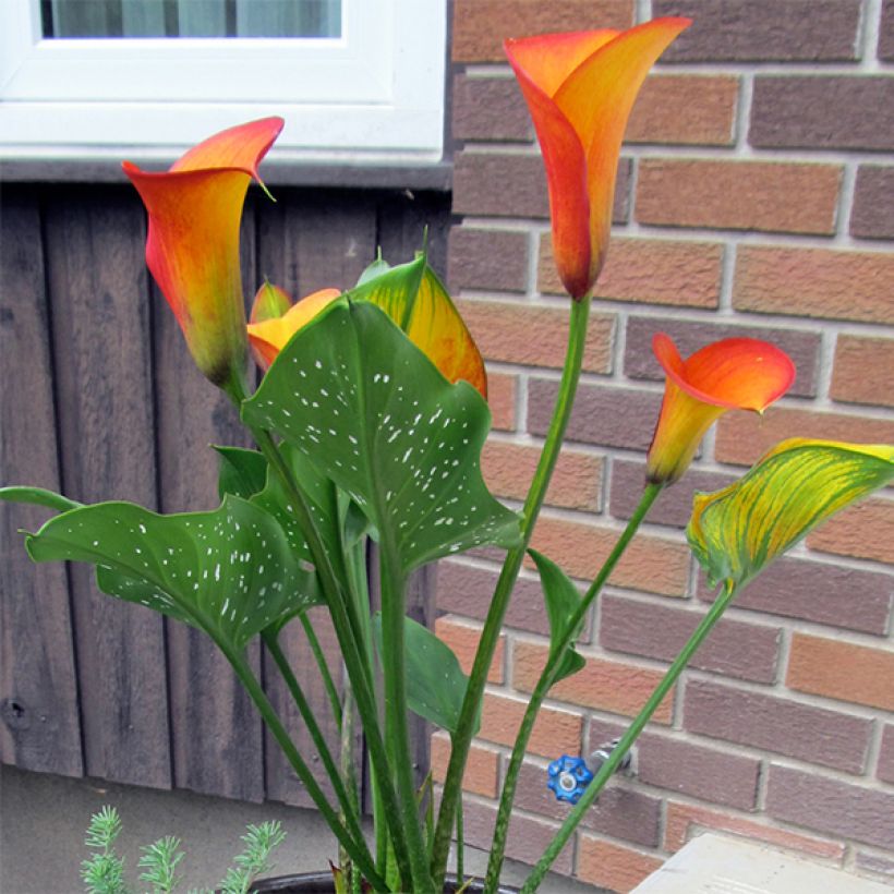 Zantedeschia Flame - Calla (Porto)