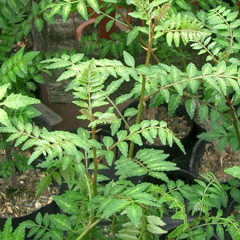 Zanthoxylum piperitum - Pepe di Sichuan (Fogliame)