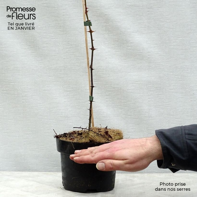 Zanthoxylum piperitum - Poivrier du Sichuan Pot de 2L/3L esemplare consegnato in inverno