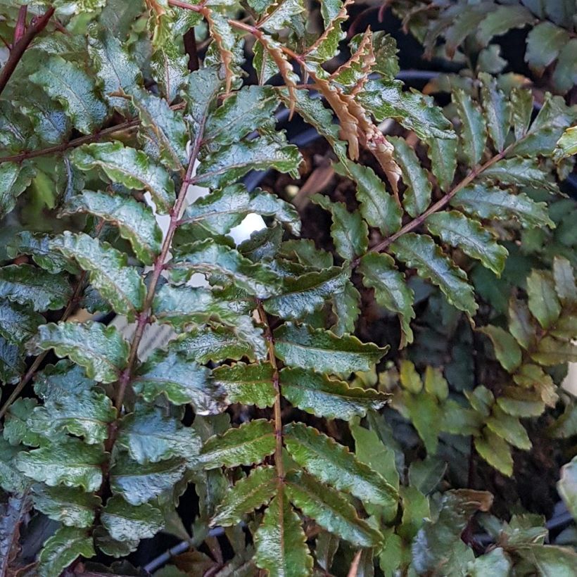 Zanthoxylum piperitum Black Magic - Pepe di Sichuan (Fogliame)