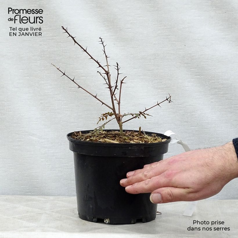 Zanthoxylum piperitum Black Magic - Poivrier de Chine Pot de 3L esemplare consegnato in inverno