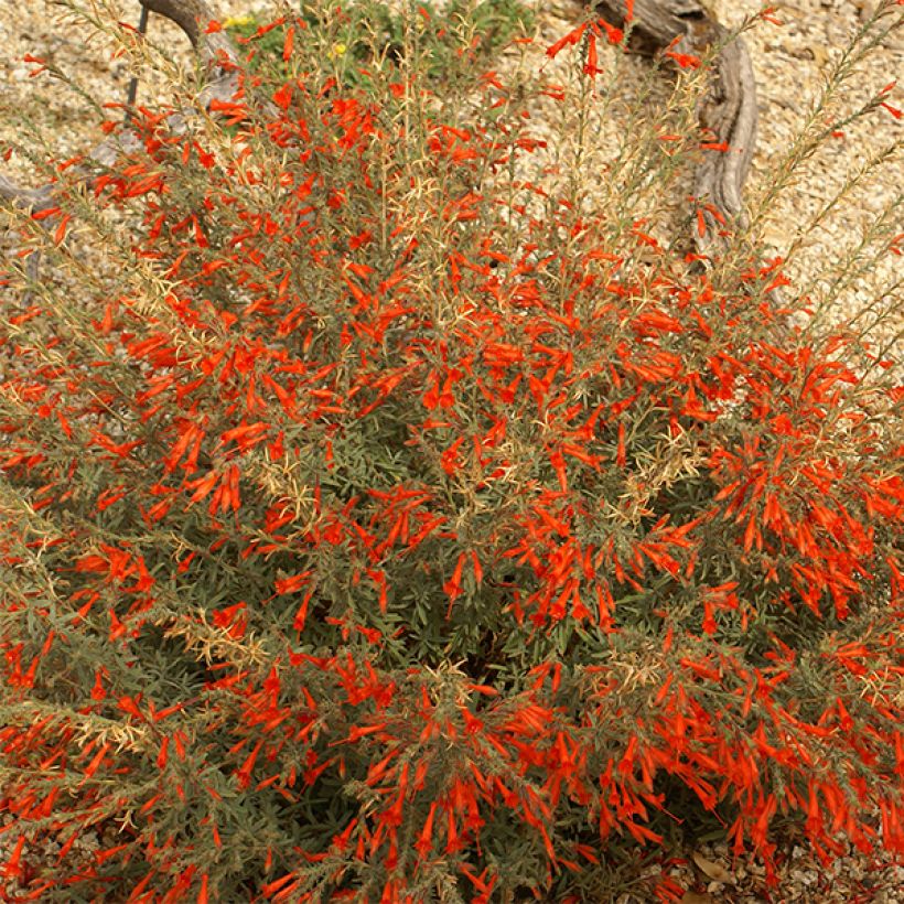 Zauschneria californica (Fioritura)