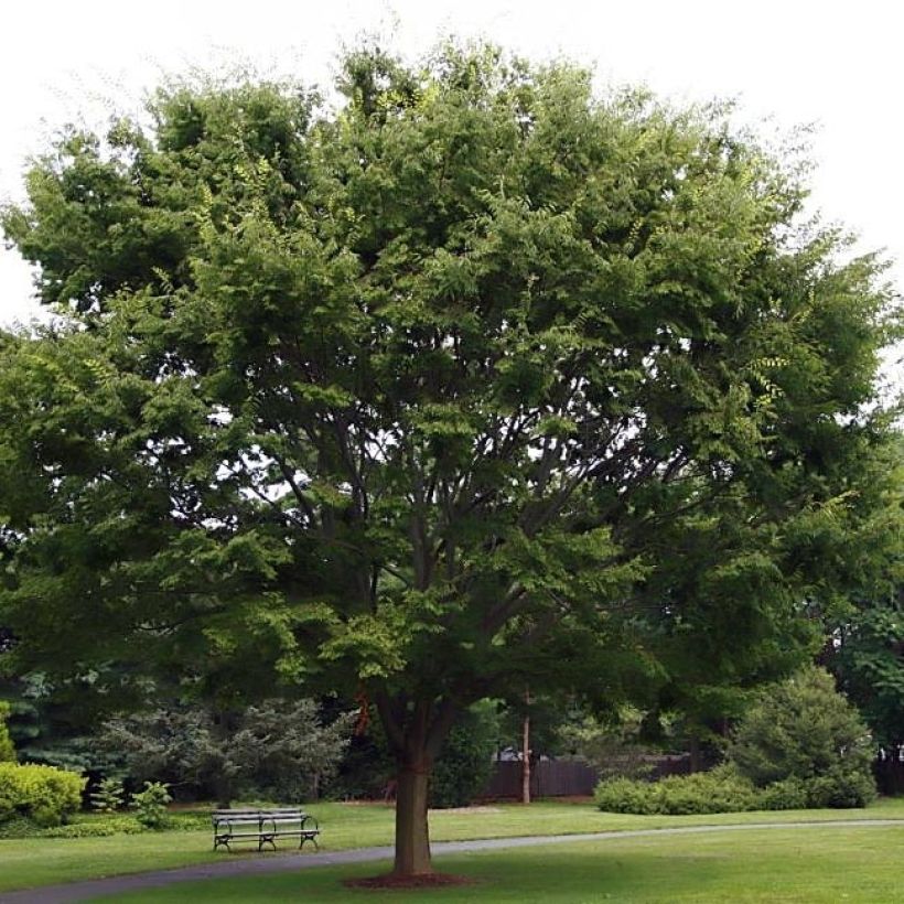 Zelkova serrata - Zelkova giapponese (Porto)