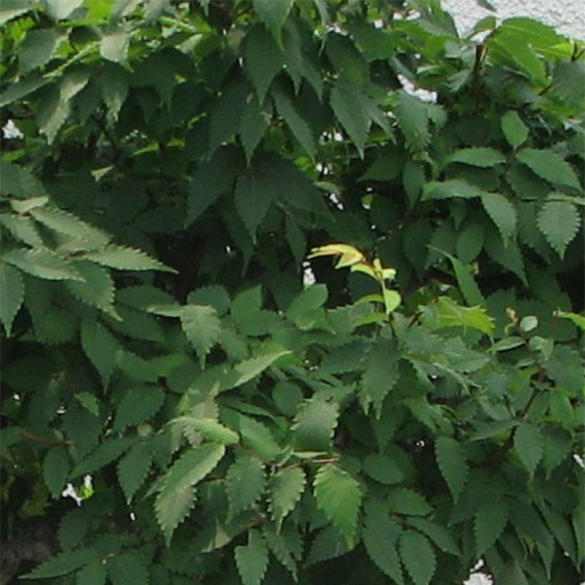 Zelkova serrata Green Vase (Fogliame)