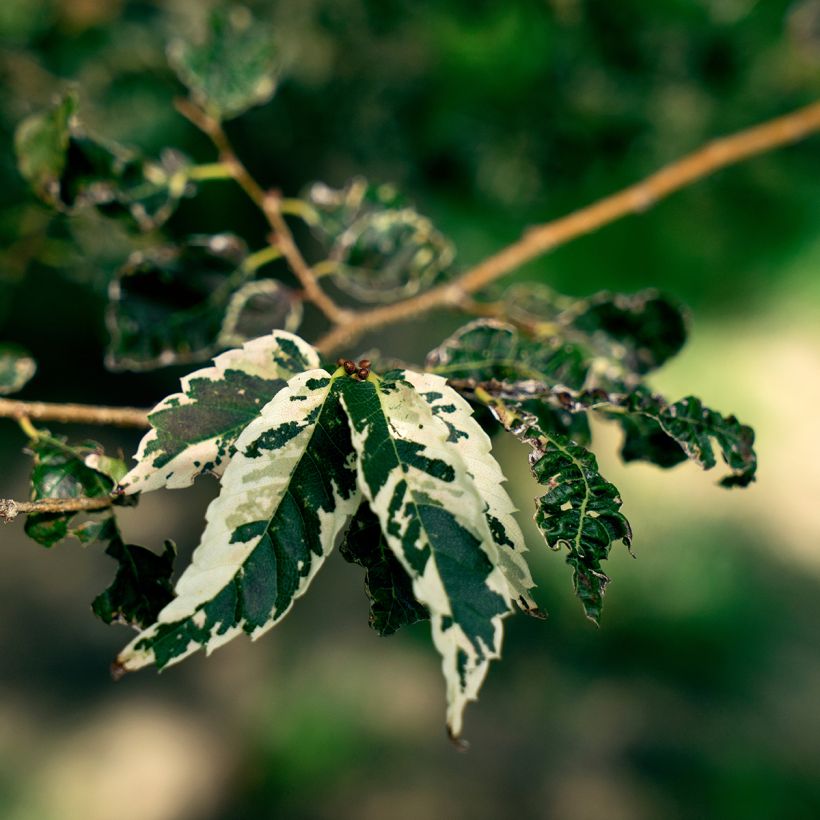 Zelkova serrata Variegata (Fogliame)