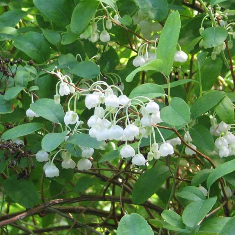 Zenobia pulverulenta Blue Sky (Fioritura)