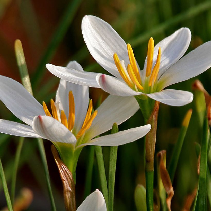 Zephyranthes candida - Zefirante candida (Fioritura)