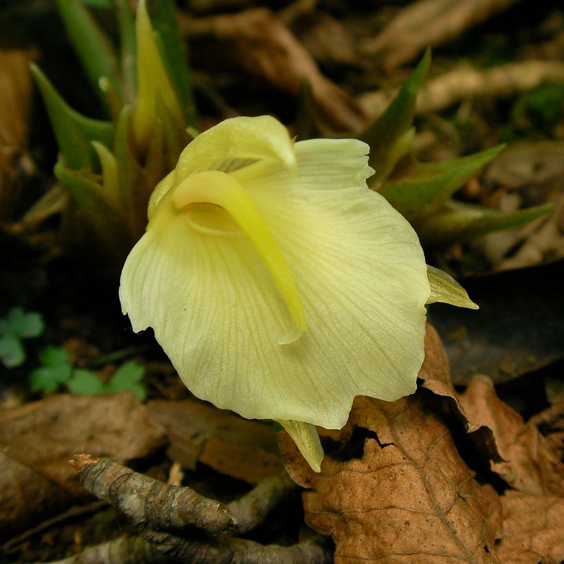 Zingiber mioga - Myoga (Fioritura)