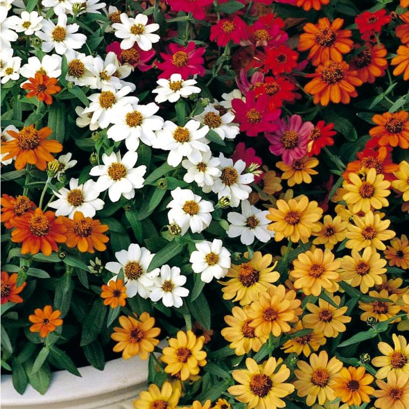 Zinnia Profusion Double Mix (Fioritura)