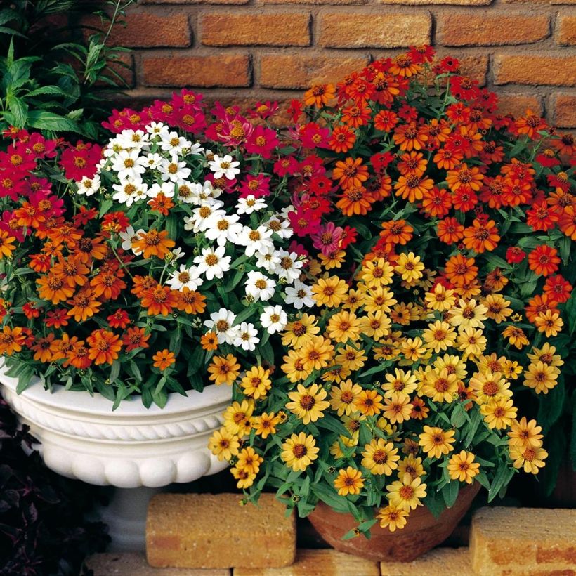 Zinnia Profusion Double Mix (Porto)